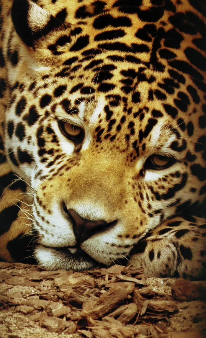 Golden Laziness by Valvador Golden Laziness by Valvador