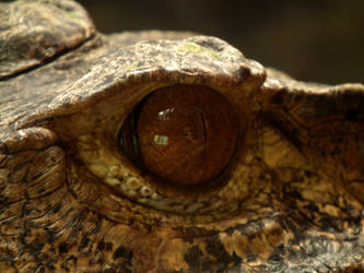 Eye of the Crocodile by Valvador
