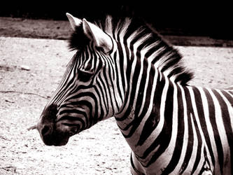 Zebra