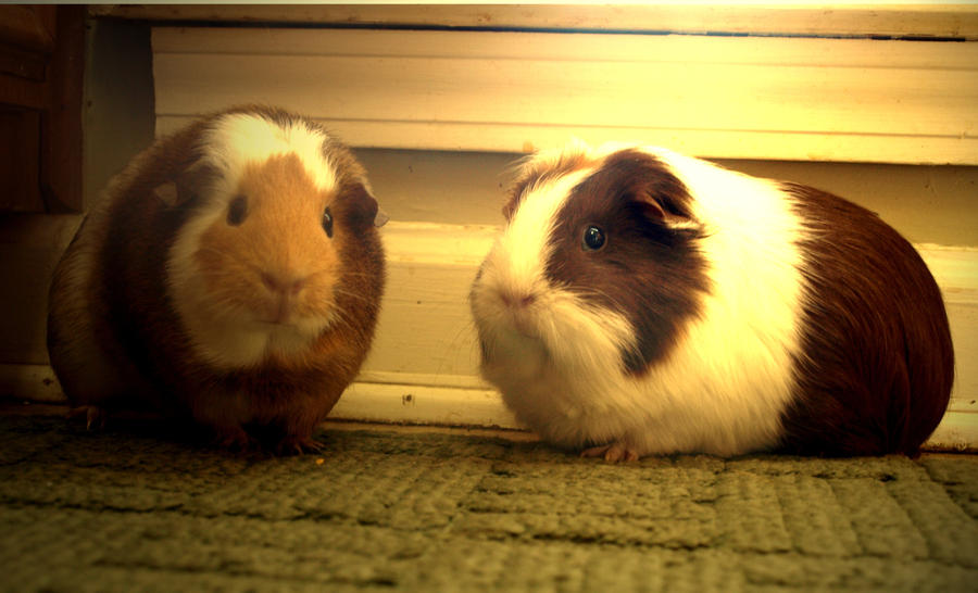 guinea and guinea