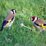 Goldfinches - dinner for two