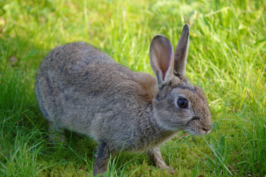 Rabbit - Is this close enough