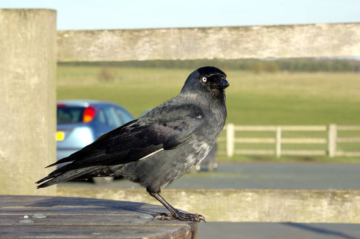 Eurasian Jackdaw at Stonehenge