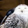 Kestrel, Hawks, boring !! OWLS are best