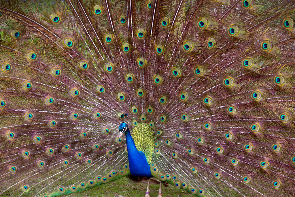 Peacock display