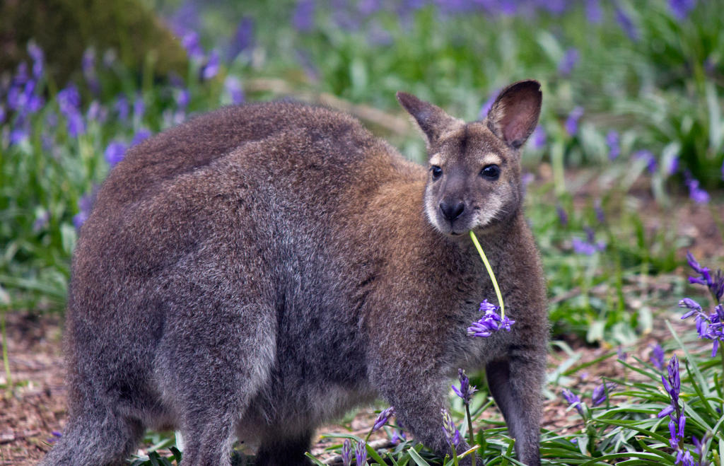 Somebody told me bluebells were as good as grass