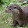 Cute little otter