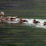 Mother duck and her brood out for a swim