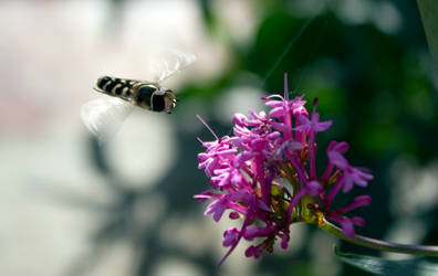 Hover fly in flight by Steve-FraserUK