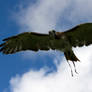 Female buzzard