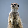 Meerkat pose