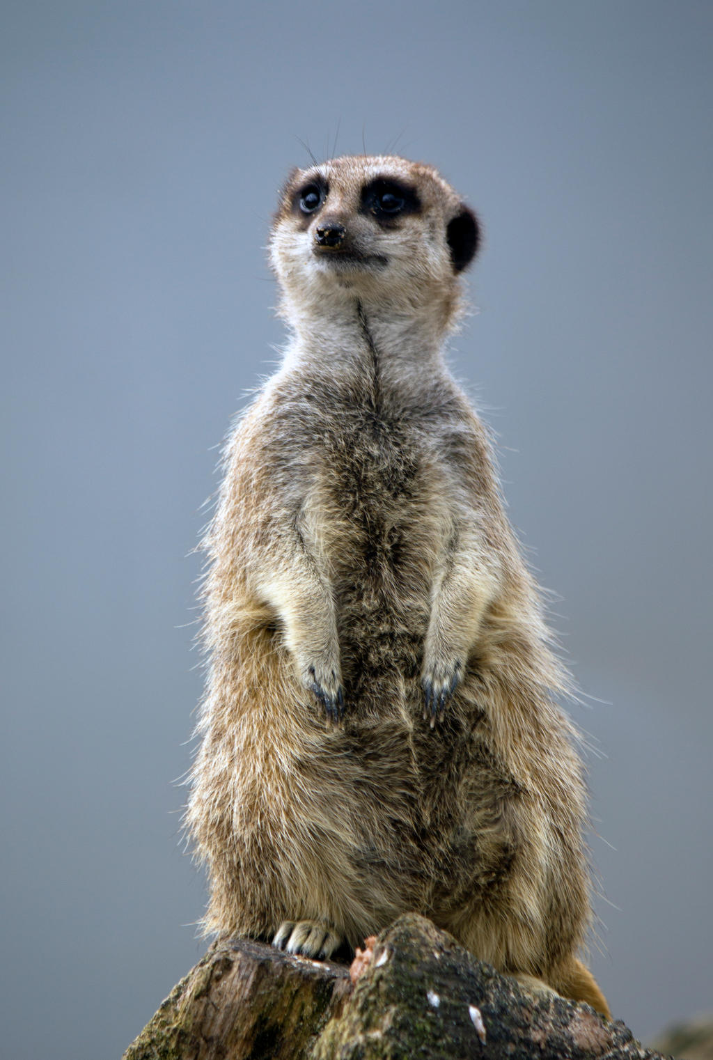 Meerkat pose