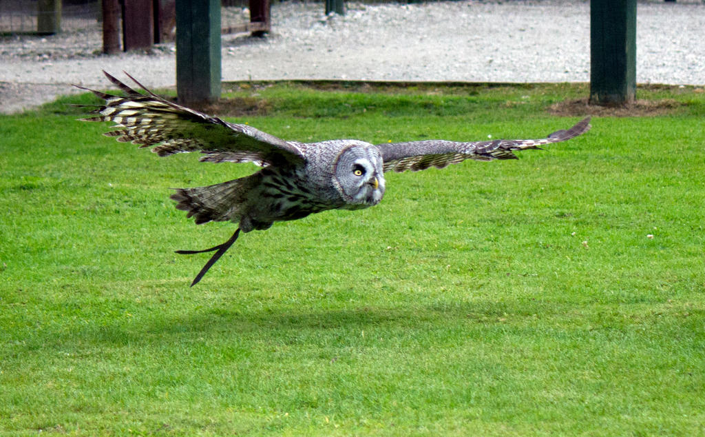 Great Grey owl in flight 4