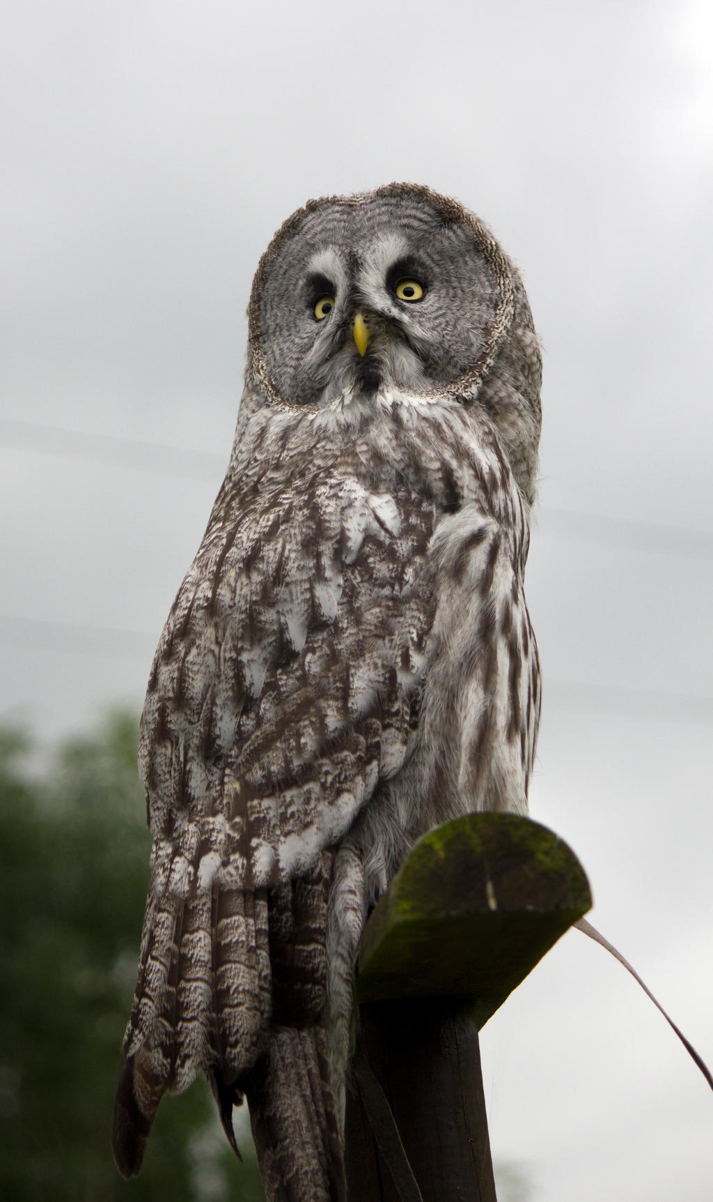 Great Grey owl (Strix nebulosa lapponica) 2