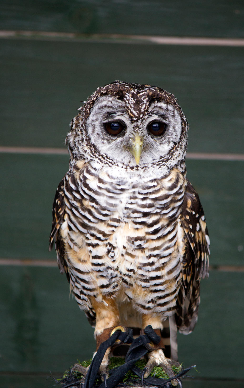 Rufous Legged Owl - Little Lotus