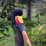 Saddle-billed Stork head shot