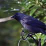 Eurasian Jackdaw (Corvus monedula)