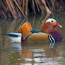 Mandarin Duck (Aix galericulata)