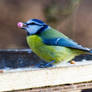 Blue Tit big meal