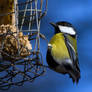 Great Tit on feeder