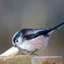 Long Tailed Tit - just a crust will do