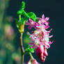 Flowering Currant (Ribes sanguineum)