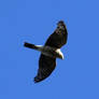 Eurasian Sparrowhawk (Accipiter nisus)