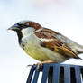 House Sparrow (Passer domesticus)