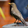 Female Blackbird cooling her tail