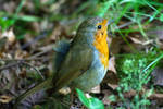 Raising a family takes it's toll on a robin by Steve-FraserUK