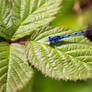 Common Blue Damselfly (Enallagma cyathigerum)