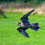 Peregrine Falcon x Saker Falcon