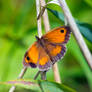 Gatekeeper (Pyronia tithonus)