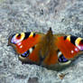 Peacock (Inachis io)