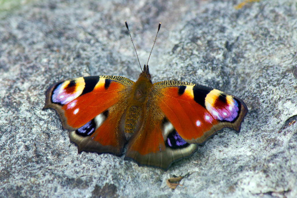 Peacock (Inachis io)