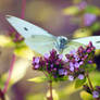 Large White (Pieris brassicae)