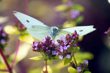 Large White (Pieris brassicae)