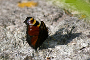 Peacock (Inachis io)