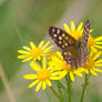 Speckled Wood (Pararge aegeria)