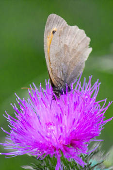 Meadow Brown (Maniola jurtina)