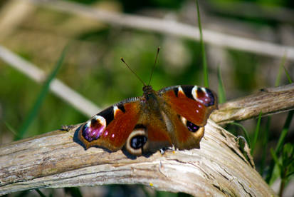 First Peacock Butterfly 2015