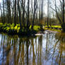 Still waters run deep, reflections on a spring day