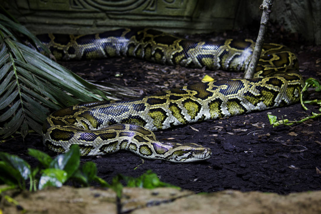 Python Constriction Deviantart Realistic Python by Danatos on DeviantArt