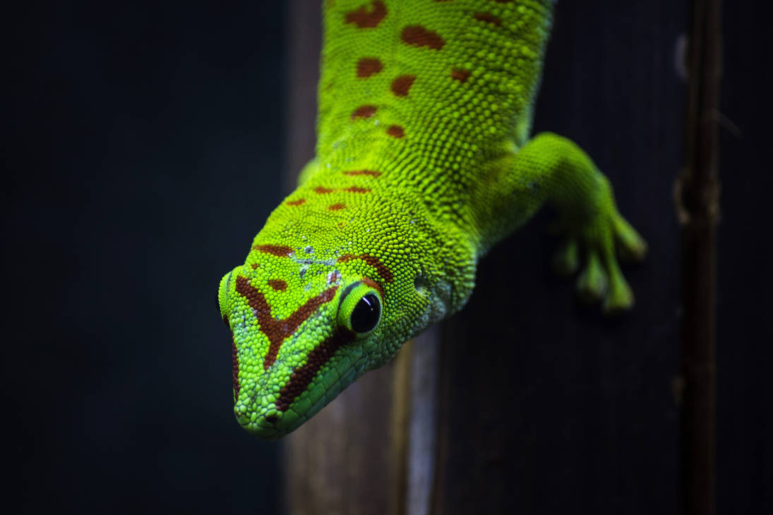 Gecko Deviantart Gecko by Danatos on DeviantArt