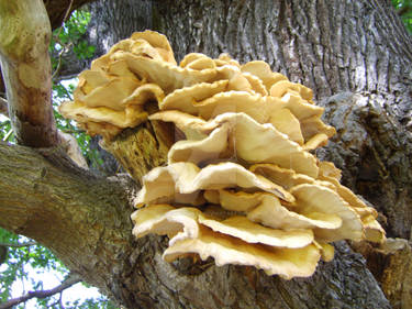 Fungus