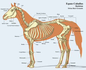 Horse Skeleton with Callouts