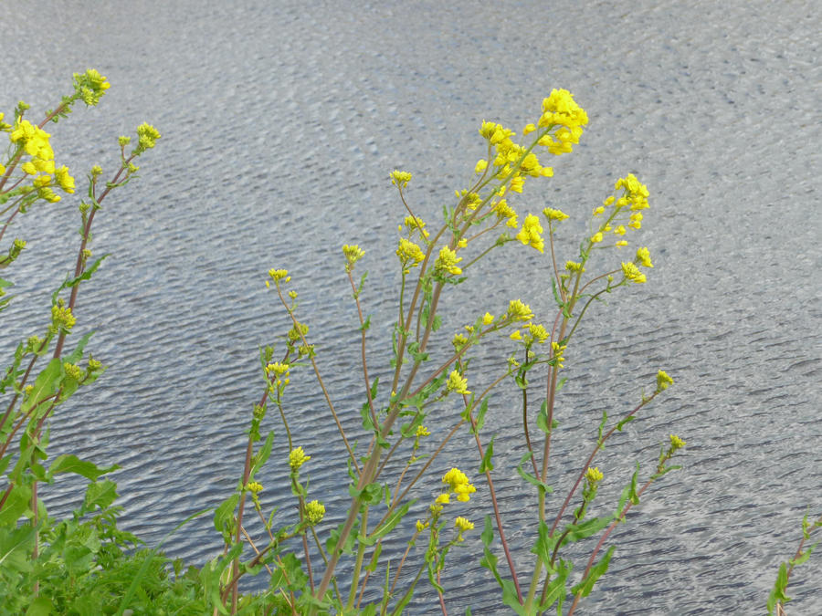 The yellow flowers