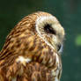 Owl-3