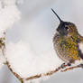 Humming-Bird Winter