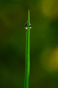 Waterdrop